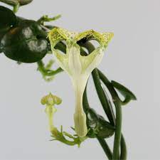 See more of parachute advansed extra care on facebook. Parachute Plant Ceropegia Sandersonii