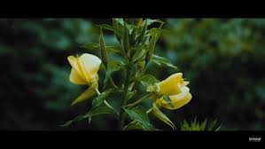 Check spelling or type a new query. Sook On Twitter As A Symbol The Evening Primrose Flower Represents Youth Eternal Love And Sweet Memories The Chinity Are Shown In A Form Of Sweet Memories In My Opinion In This