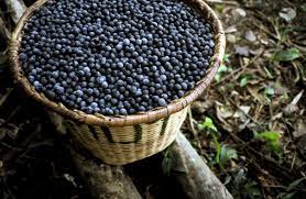 5 out of 5 stars. How To Grow Acai Berries Plant Instructions