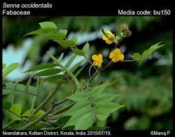 Image result for Senna occidentalis