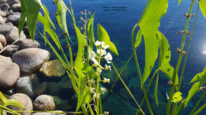 The best floating aquarium plants give your tank a natural and wild feel that can't come from anything else. Beneficial Aquatic Plants Aquatic Biologists Inc