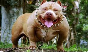 8 Most Dangerous Dog Breeds List Nebula Page 8 Dog Breeds List Aggressive Dog Breeds Dangerous Dogs
