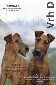 Image result for irský teriér