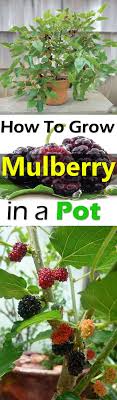 The largest factor in determining the timing of the cherry blossoms is geographical location. Growing Mulberry In Containers How To Grow Mulberry Tree In A Pot Balcony Garden Web