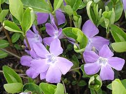 Tale genere accoglie circa 200 specie differenti la philesia è una pianta da fiore appartenente alla famiglia delle liliaceae. Pervinca Apocynaceae Come Curare E Coltivare Le Piante Di Pervinca