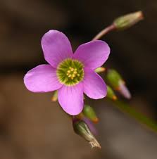 Image result for Oxalis latifolia