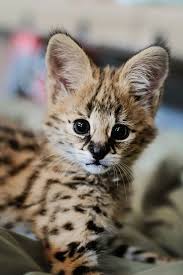It is a son or daughter of the actual african serval. Baby Savannah Cat Aww