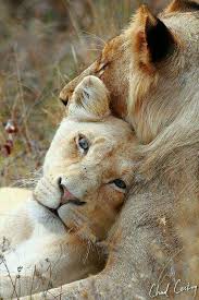 The Love Of Lions The Love Of Family I Wildlife Wildanimals Animals Wild Cats Animals Wild
