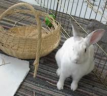 Check spelling or type a new query. Rabbit Toys