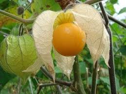 Image result for Physalis lagascae