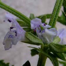 Image result for Salvia stenophylla