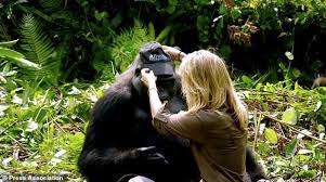 The aspinall foundation is an internationally renowned animal conservation charity working to. Video Shows Conservationist Damian Aspinall Introducing His Wife To Gorillas Express Digest
