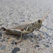 In this page, you can download any of 35+ cricket insect vector. Pin By Sabrina Oltenacu On Pinocchio Macro Photos Insects Cricket Insect