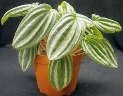 1200 edgewood rd sw, cedar rapids, ia, 52404. Plants Are The Strangest People More New Plants