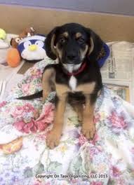 Donate Your Old Towels Sheets And Blankets To Pet Shelters Animals Like This Puppy Can Use Them For Comfort Dog Blanket Pet Organization Dogs