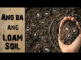 Loam usually refers to soil in areas large enough to support agriculture products. Loam Soil Garden Soil Potting Mix Ano Ba Talaga Ang Loam Soil Youtube