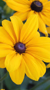 Black And Yellow Flowers Wallpaper Black Eyed Susan Flowers Wallpaper Iphone Android Desktop Backgrounds Black Eyed Susan Flower Wallpaper Tablet Wallpaper