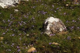 Image result for Afrosolen setifolius