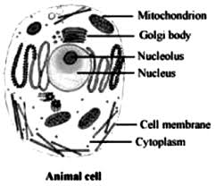 Labels are important features of any scientific diagram. Draw The General Diagram Of An Animal Cell And Label It Sarthaks Econnect Largest Online Education Community