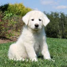 Adopting a shelter pet can be one of the most rewarding things you will ever do. Great Pyrenees Puppies For Sale Islamabad Pakistan Pyrenees Puppies Great Pyrenees Puppy Great Pyrenees Puppy For Sale