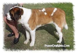 St Bernard Growth Stages Goldenacresdogs Com