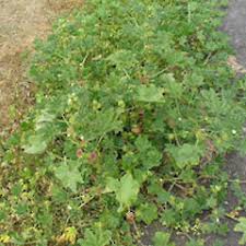 Image result for Malva parviflora