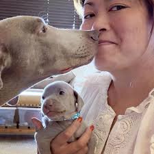 A Breeder Q & A with Barrett Weimaraners