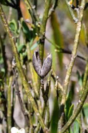 Image result for Montiniaceae