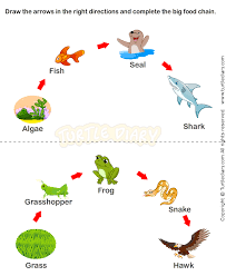 It begins with producer organism, follows the chain and ends. 2nd Grade Science Worksheets Food Chain Food Chain Worksheet Science Food Chains