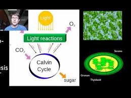 Biology Labs Activities Videos And Study Guides About Cells Photosynthesis Mitosis Ce Photosynthesis Photosynthesis And Cellular Respiration Biology Labs