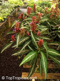 Image result for Porphyrostemma grantii