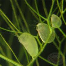 Kuvahaun tulos haulle bladderwort plant