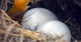 A robins egg, however, takes only approximately 13 days. Wild Bald Eagles Romeo Juliet Hatch First Egg Eaglet In Time For Christmas Excite Viewers Worldwide Live Hd Video Cams Keep Close Watch At Eagles Org Business Wire