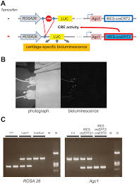 We monitored for the presence of the various ece1 ∆ alleles under various conditions. Plos One Non Invasive Quantification Of Cartilage Using A Novel In Vivo Bioluminescent Reporter Mouse