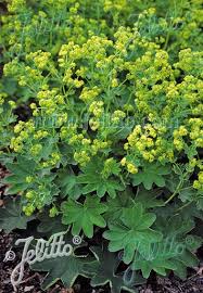 Image result for Alchemilla johnstonii