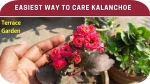 How To Care Kalanchoe Plant Get More Blooms In Kalanchoe Plants Terrace Garden Youtube