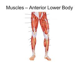 You must take this human anatomy test on lower extremity if you are preparing to establish your career in the field of physiology and anatomy. Anterior View Of The Lower Body Muscles Quiz