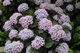 Hortensia Hydrangea Macrophylla Space For Life