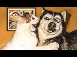 Watch these funny animals videos only available at y8 games. Funniest Dogs And Cats Try Not To Laugh Best Of Th Funny Animal Videos 7 Youtube Cat And Dog Videos Funny Animals Funny Dogs
