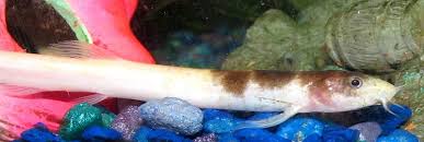 Dojo Loach Fish Care Guide - Youtube