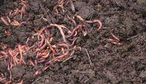 Maybe you would like to learn more about one of these? Make Worm Compost From Kitchen Scraps Hobby Farms