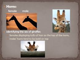 Sabina Stipič, 4.Kb. is related to deer and cattle, but is placed in a  separate family, the Giraffidae, Its range extends from Chad to South  Africa.