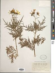 Image result for Bidens schimperi