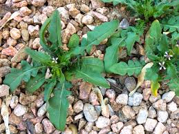 The younger the leaves are picked, the milder their flavor will be. Musk Mustard Chorispora Tenella Backyard Forager