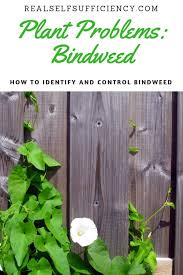 Which is the best weed killer for bindweed? Plant Problems Bindweed Real Self Sufficiency