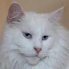 In addition to this, our maine coon for sale can easily adjust to different living conditions. White Maine Coon Complete Guide Pets Kb