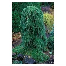 San diego's largest wholesale nursery. Weeping Hemlock An Easy Small Tree With Character For Part Shade To Shade Or Something Similar Everg With Images Conifers Garden Trees For Front Yard Evergreen Shrubs