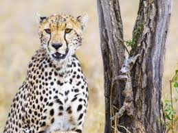 Cheetahs belong to the cat family and are found mainly in east, north, and southern africa. Wildlife In Africa Types Of African Animals Az Animals