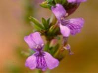 Image result for Anisotes rogersii