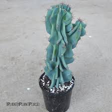 So i immediately googled it good day, iam intetested in peruvian apple cactus fruits or seeds. Cereus Repandus F Monstrosa Monstrose Apple Cactus